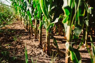 Nidera premia a los productores que demuestran lo que saben