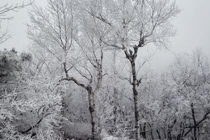 El condado de Sussex, en general, tiene grandes cantidades de nieve por temporada (Foto: @highpointstateparknj)