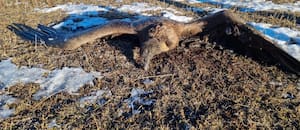 El hallazgo de un cóndor electrocutado en un cable de media tensión pone en alerta a la comunidad que censó más aves en Argentina