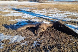 El condor encontrado hoy electrocutado al chocar contra una red de media tensión.