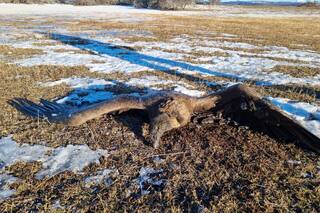 El hallazgo de un cóndor electrocutado en un cable de media tensión pone en alerta a la comunidad que censó más aves en Argentina