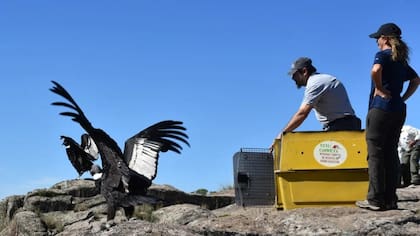 Un cóndor andino murió tras comer cebo envenenado en Río Negro - Image 2