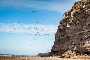 Los mejores lugares y excursiones para ver aves en libertad