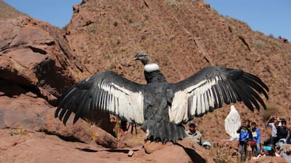 El cóndor Luracatao despliega sus alas antes de volar en libertad