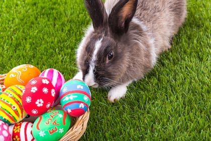 El conejo de Pascua tiene origen en la divinidad germánica "Eastre", cuyo símbolo en la tierra era este animal
