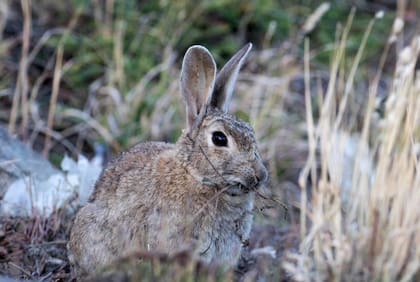 El conejo europeo (Oryctolagus cuniculus) en las cercanias de Ushuaia, en la provincia de Tierra del Fuego