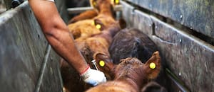 Productores advierten que están “cautivos” de una fundación y piden la intervención del Senasa