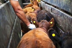 Productores advierten que están “cautivos” de una fundación y piden la intervención del Senasa