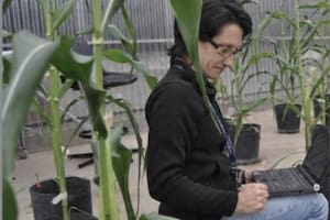 El Conicet despidió a María Elena Otegui, una de las especialistas más influyentes en el estudio del maíz