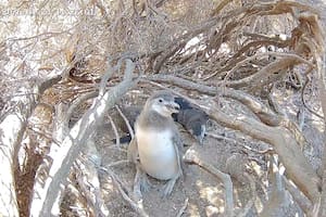 Un nuevo streaming permite conocer el comportamiento de las aves marinas en islas patagónicas