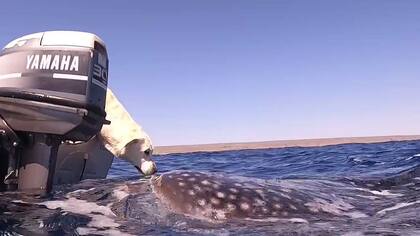 El conmovedor encuentro entre un perro y una ballena en Australia que se volvió viral (Crédito: Captura/revista People)