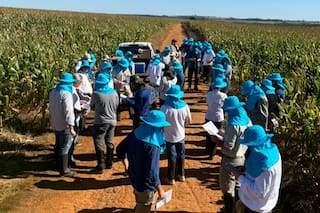 Sobre la chicharrita: cuando el miedo es zonzo