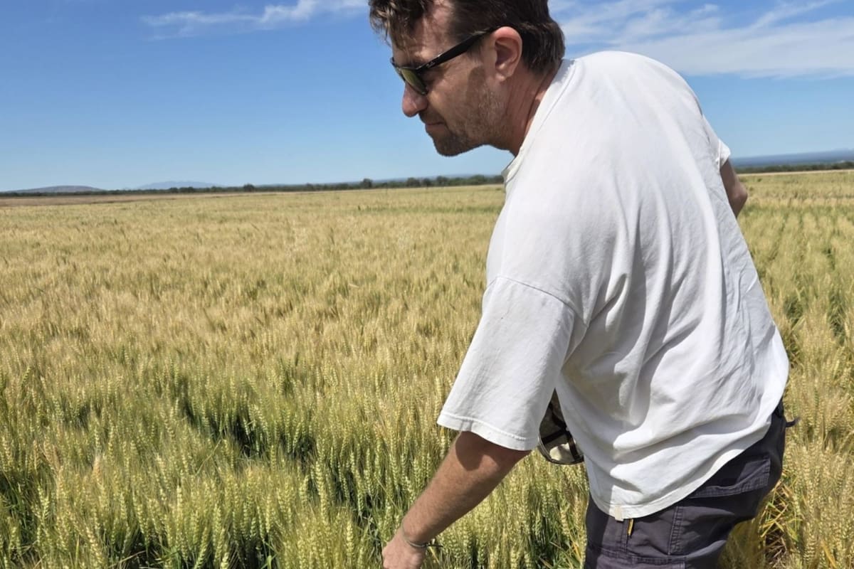 Produziram uma safra de trigo sem precedentes no semiárido