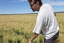 “Extraordinario”: lograron un rinde inédito de trigo para una región semiárida