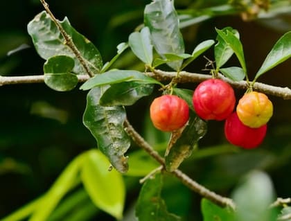 El consumo de acerola tiene efectos notables en el sistema inmunológico. Foto:iStock