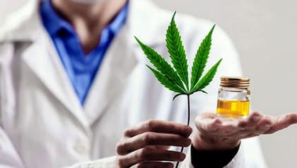 El consumo de cannabis es objeto de estudio por sus posibles efectos cognitivos a lo largo del tiempo