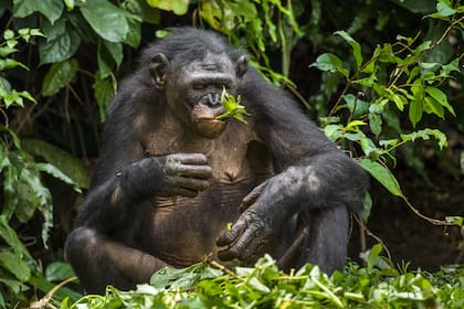 El consumo de hojas rugosas es practicado por chimpancés y gorilas contra los parásitos