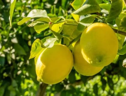 El consumo de jugo de limón en ayunas aporta vitamina C