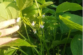 Porotos de color. Qué oportunidad ofrecen al país en medio del coronavirus