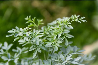 El consumo de ruda en grandes cantidades puede causar efectos adversos