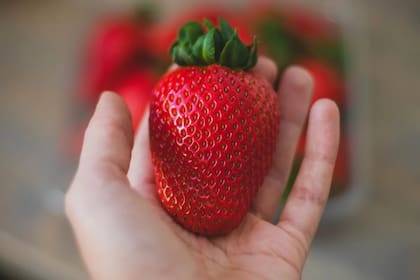 El consumo equivalente a dos tazas de frutillas frescas puede mejorar la función cerebral y reducir la presión arterial (Foto Pexels)