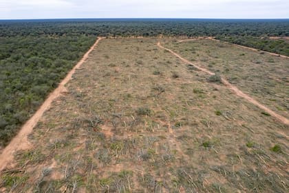 El consumo individual de papel higiénico requiere la tala de unos 384 ejemplares arbóreos durante la vida