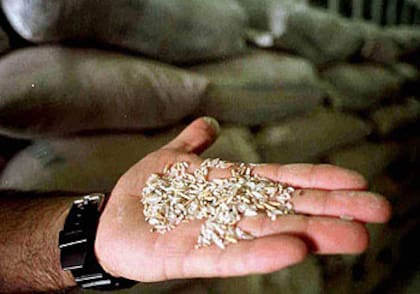 El arroz ya exporta a Europa bajo esquemas previos al acuerdo.