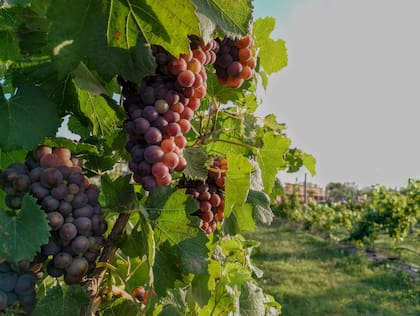 El consumo interno de vino cerró 2025 en torno a los 770 millones de litros y mantiene una tendencia descendente desde 2020