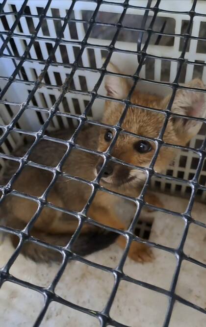 El contacto con el zorro fue mínimo, para evitar la impronta.