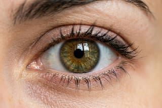 Invasión de moscas “come ojos”: en qué zonas de California están y cómo protegerte