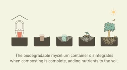 El contenedor donde se encuentra el micelio es biodegradable (The University of British Columbia)