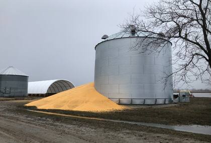 El contenido de un silo de granos que se rompió por el daño de la inundación, en Crescent, Iowa