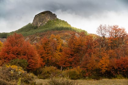 El contraste de los colores del bosque es impactante en la zona del Parque Nacional Lanín