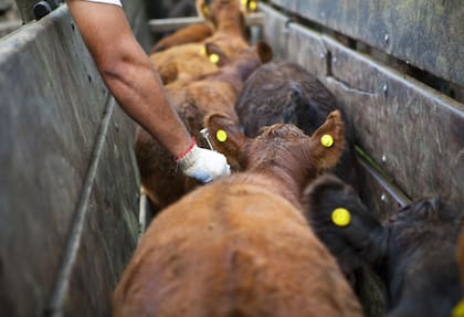 El control con la vacuna es para evitar cualquier brote de la enfermedad