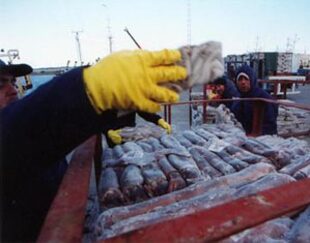 Control de la descarga de calamar en Puerto Madryn