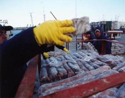 Control de la descarga de calamar en Puerto Madryn