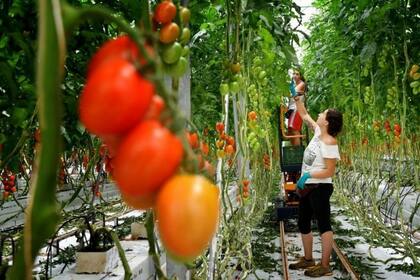 El control de plagas sin pesticidas es una realidad en algunas granjas de Europa y Norteamérica