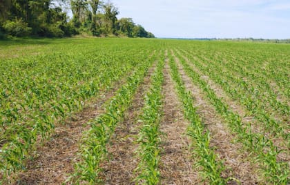 El convenio INTA–Crucianelli–Leaf Agrotronics llevó del laboratorio al campo una innovación que ya siembra más de 1,2 millones de hectáreas en todo el país