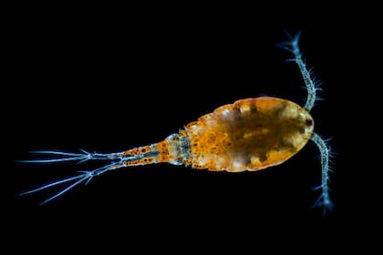 El copépodo es el animal más rápido de la Tierra