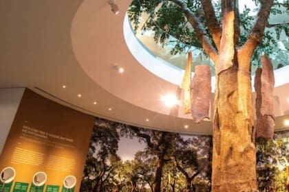 El corcho, del árbol a la botella y otros usos en un museo sobre esta producción típica portuguesa