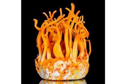 El Cordyceps es el favorito de los atletas para mejorar la resistencia y la oxigenación