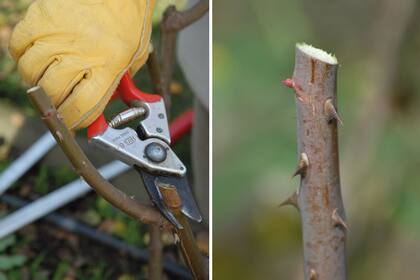El corte correcto debe realizarse en bisel, opuesto a la yema y 1 cm por encima de esta.