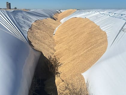 El corte de los bolsones provoca que el cereal se expanda y quede expuesto a las condiciones climáticas