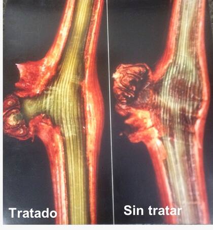 El corte de una yema tratada y sin tratar. En la tratada no se ven daños por el frío,  en la no tratada se ve marrón que indica daños en la yema.