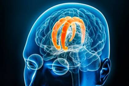 El córtex del cíngulo anterior (resaltado en el gráfico) tiene un papel crucial en el procesamiento del conflicto y la incertidumbre, y mostró una actividad singular con una mezcla de emociones