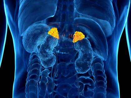 El cortisol es producido por pequeñas glándulas ubicadas sobre nuestros riñones, llamadas glándulas suprarrenales