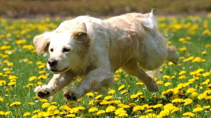 Los precios de los alimentos de mascotas aumentaron un 12% entre julio de 2016 y julio de 2017