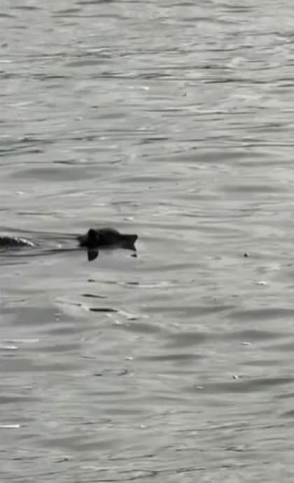 El coyote que llegó a la isla de Alcatraz ha sido bautizado como Floyd (BBC)