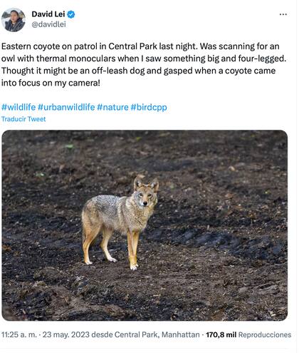 El coyote sorprendió al fotógrafo, quien lo confundió con un perro sin correa