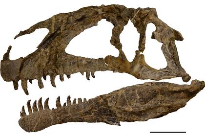 El cráneo del Asfaltovenator Vialidadi es inusual porque sus restos están completos